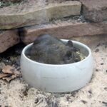 The bowl, useful for the degu ?
