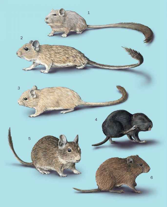 песчанка млекопитающее или нет. песчанка монгольская. песчанка описание. доклад про песчанку. песчанка млекопитающее.