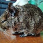 Diabetes & Cataract in degus