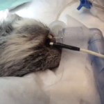 Respiratory diseases in degus