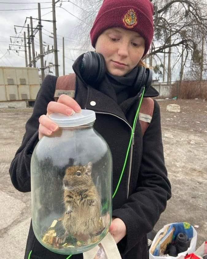 How do you get someone to adopt your degus? - World of degus