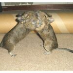 How to manage fight between degus ?