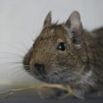 Digestive disorders and bloating in common degus
