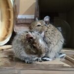 Neutering degus