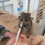 Medically specialized and convalescent nutrition and force-feeding in degus