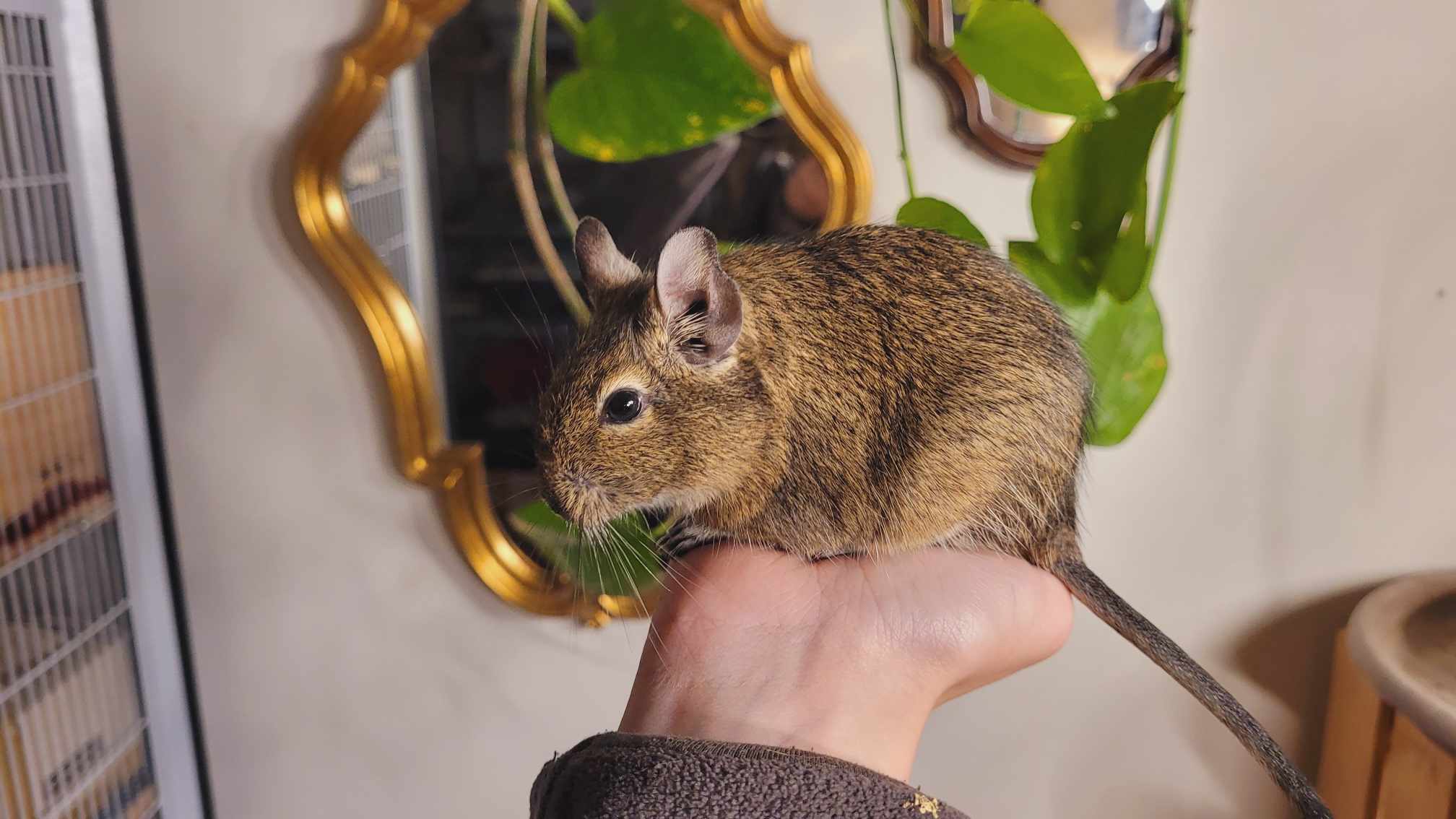 Catching and handling degus - World of degus