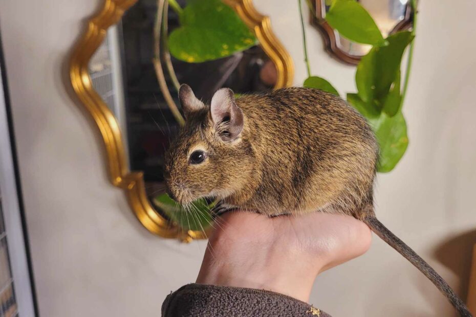 A degu perched on a person’s hand near an indoor plant.