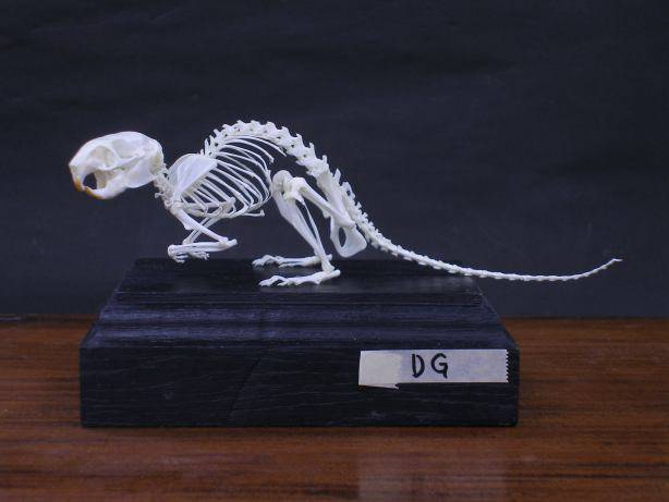 A small mounted degu skeleton displayed on a black base.