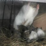 Reproductive pathology in the common degus
