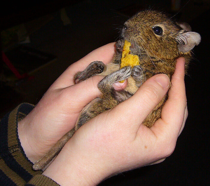 A degu holding a yellow morsel while supported in a person’s hands.