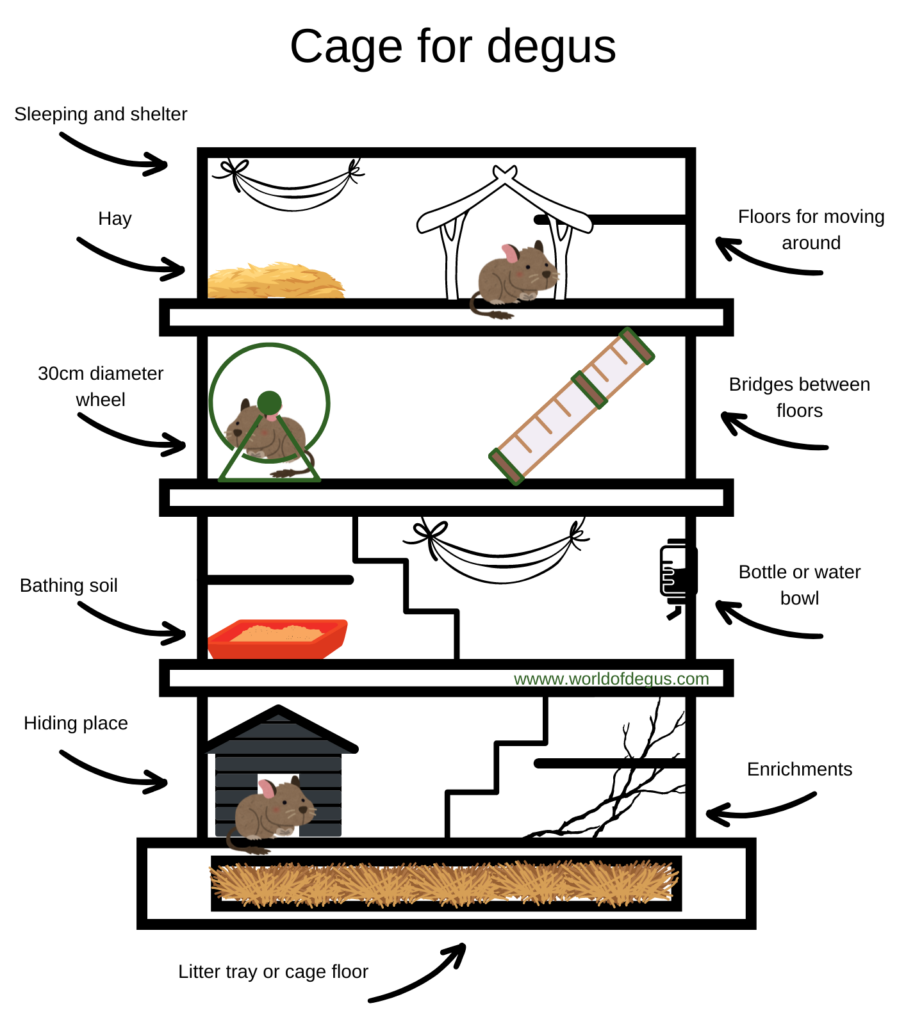 Degus cage layout