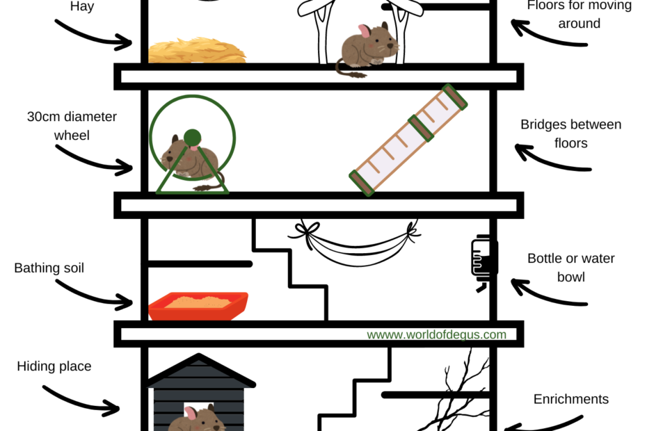 Degus cage layout