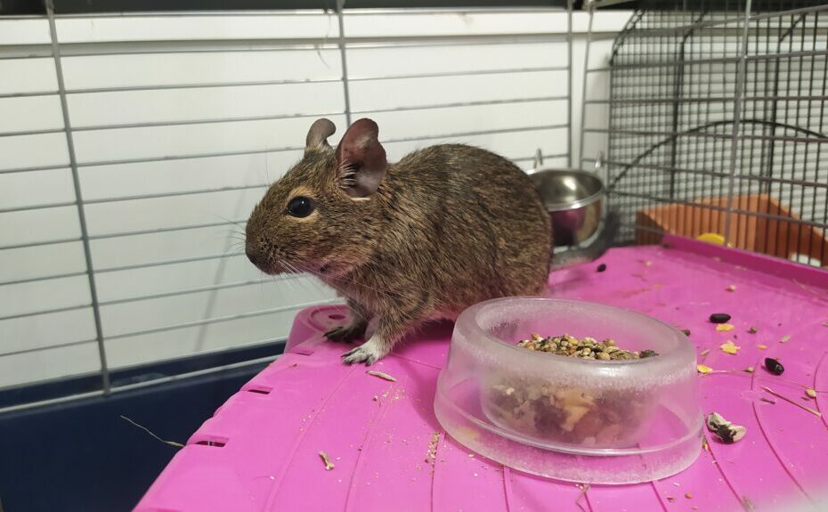 A brown degu beside a food bowl on a pink platform inside a cage.