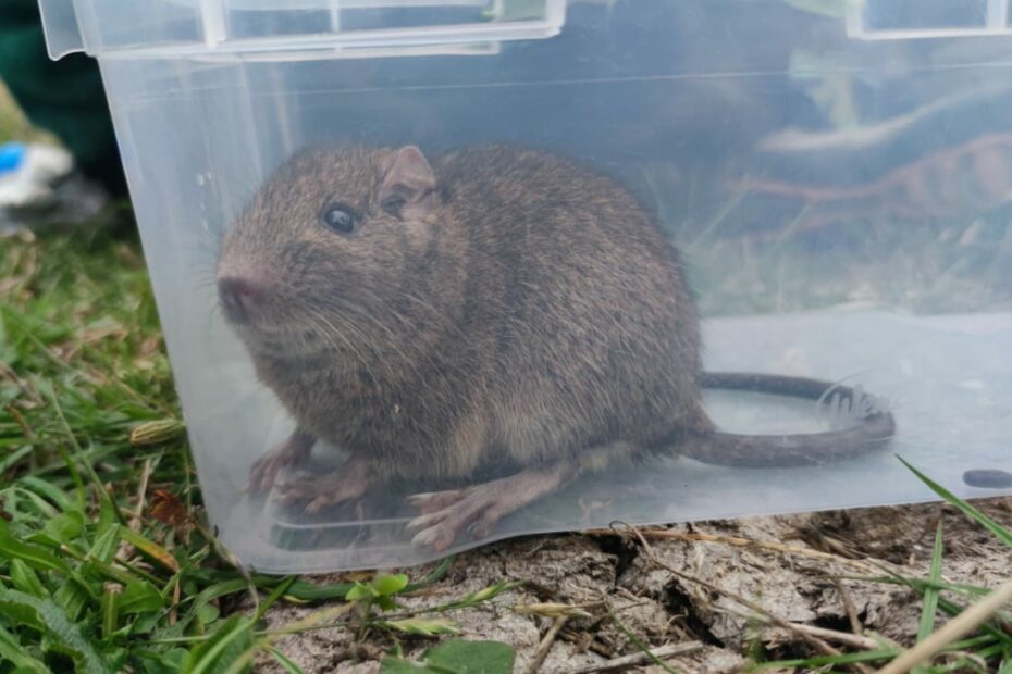 An Octodon pacificus in a clear container with its long tail curled beside it.