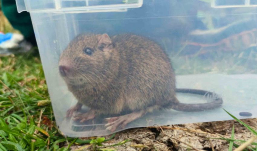An Octodon pacificus inside a clear plastic container on the grass.