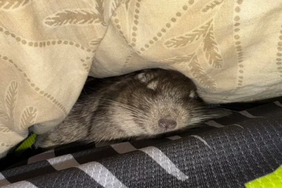 A degu peeking out from beneath a patterned cushion.