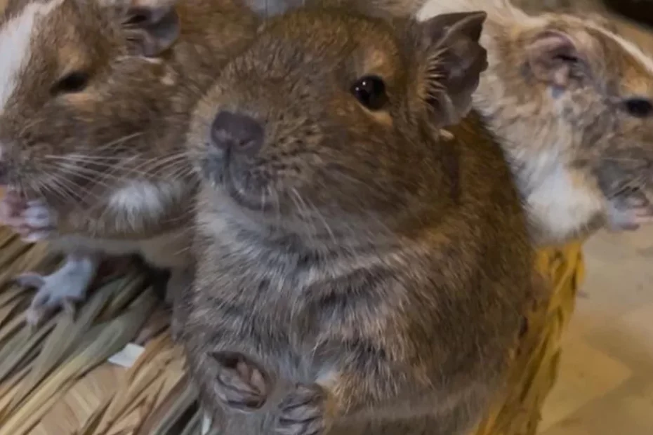 Three degus sitting together on the edge of a woven basket.