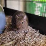 Common degu: species and care fact sheet