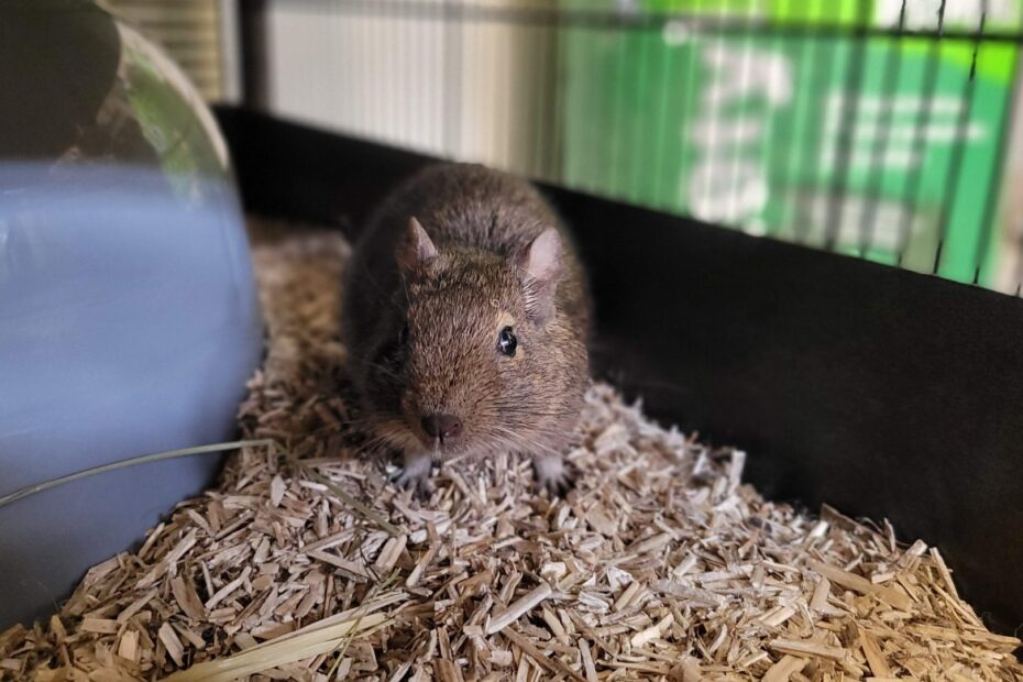 Degu resting in a deep layer of bedding beside a shelter.